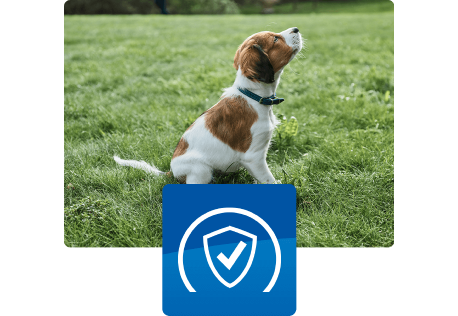 Cucciolo seduto all'aperto